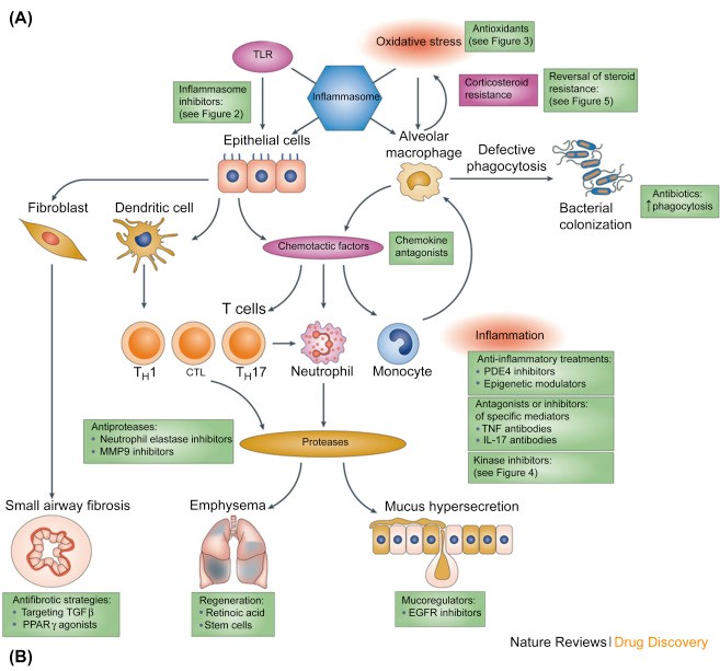 Mechanism of Chronic Inflammation: A Closer Look at Chronicity